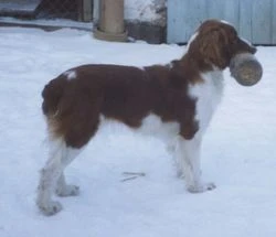 Clodi
